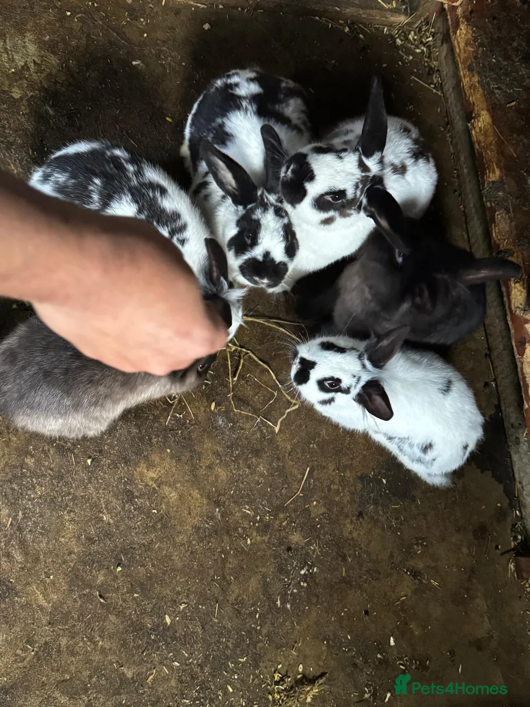 Continental Giant rabbits for sale: Continental Giant Rabbits - Advert 8