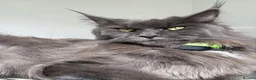 Maine Coon cats for sale: Maine coon x kittens  in Bradford - Advert 1