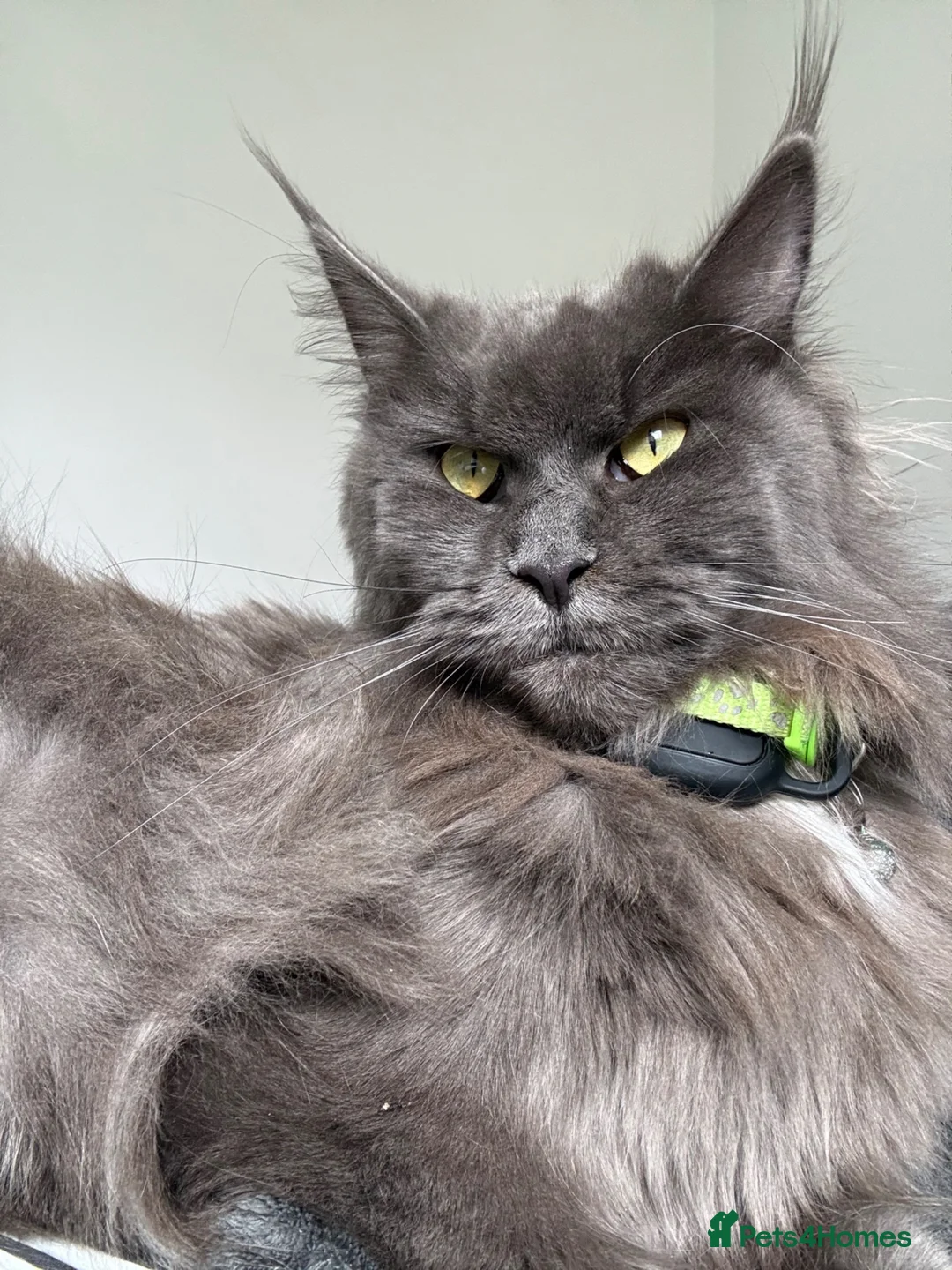 Maine Coon cats for sale: Maine coon x kittens  in Bradford - Advert 1