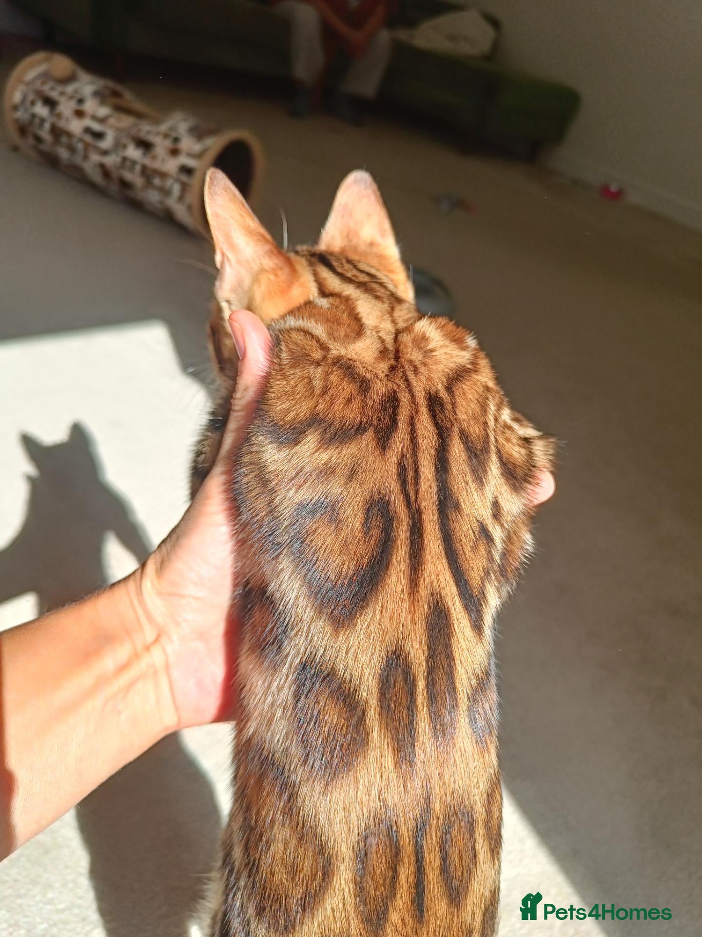 Bengal cats The last kitten: affectionate Bengal boy ❤️ - Advert 2