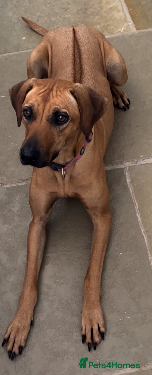 Rhodesian Ridgeback dogs Rhodesian Ridegbacks will be born MAY 26 - Advert 5