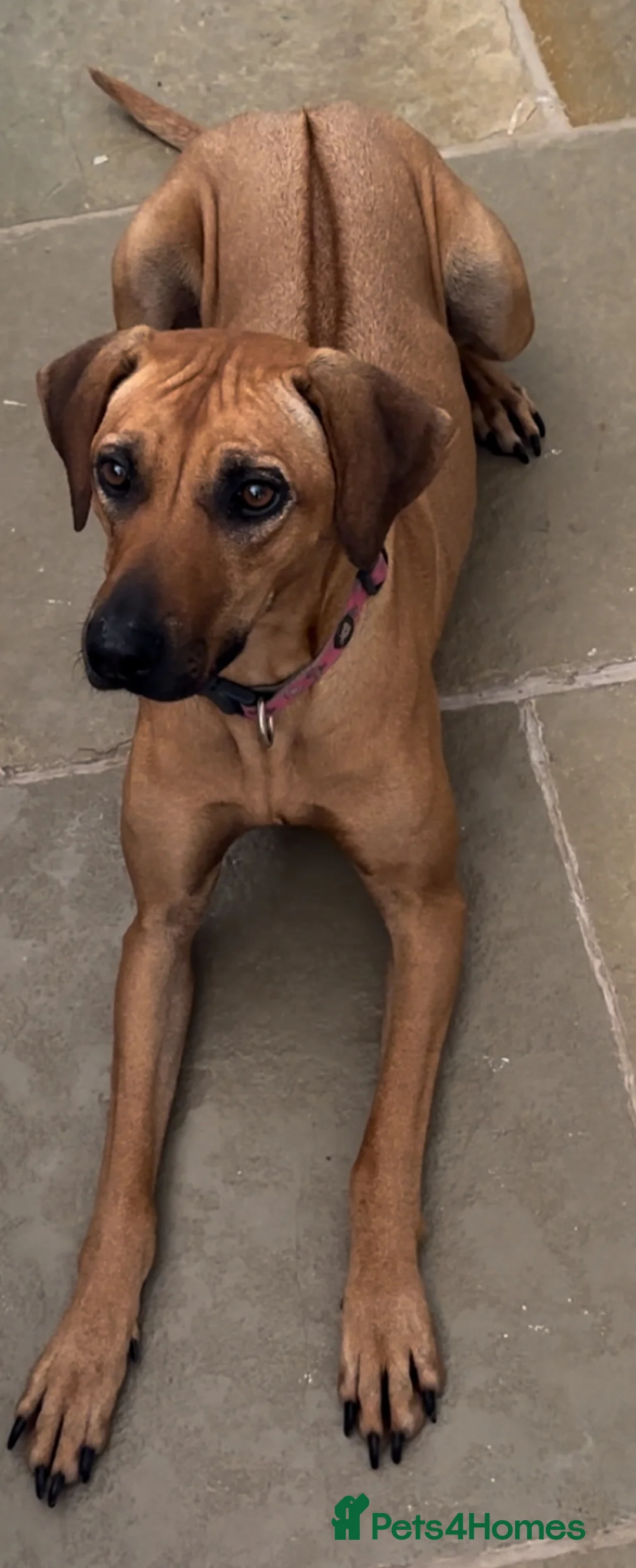 Rhodesian Ridgeback dogs for sale: Rhodesian Ridegbacks will be born MAY 26 - Advert 1