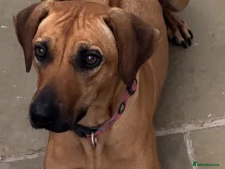 Rhodesian Ridgeback dogs Rhodesian Ridegbacks will be born MAY 26 - Advert 5