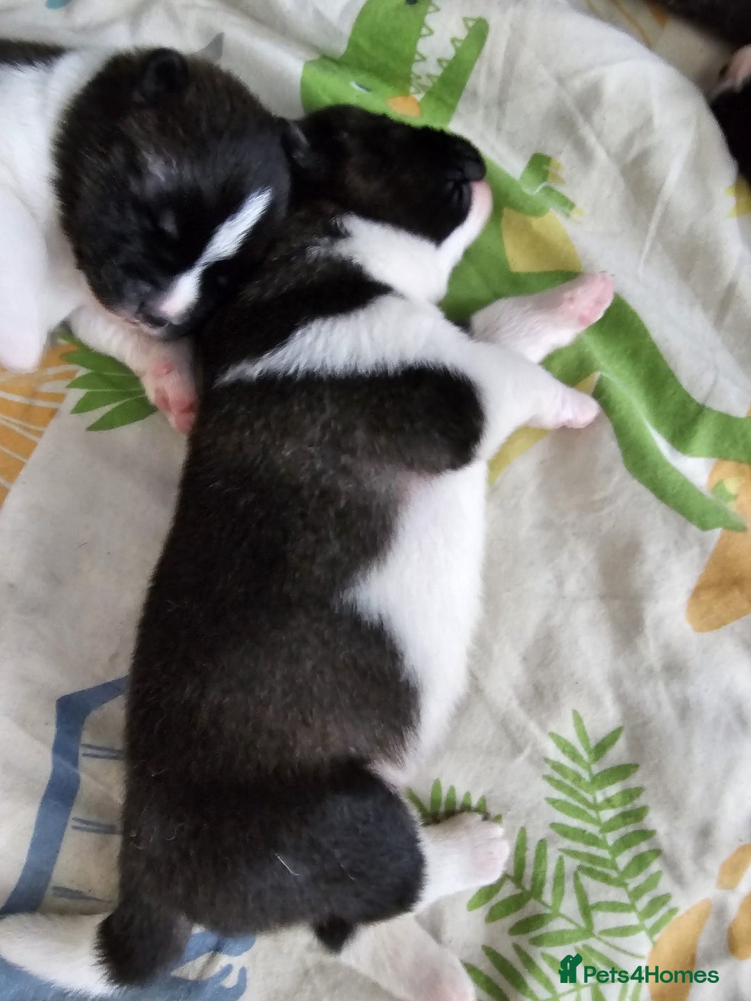Akita dogs for sale: 🐾 American Akita Puppies for Forever Homes 🐾 - Image 30