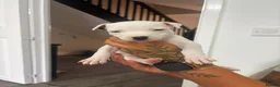 Staffordshire Bull Terrier dogs for sale: Puppys puppys puppys - Advert 12