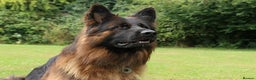 German Shepherd dogs for sale:  Exceptional German Shepherd Dog Puppies – KC Reg - Advert 10