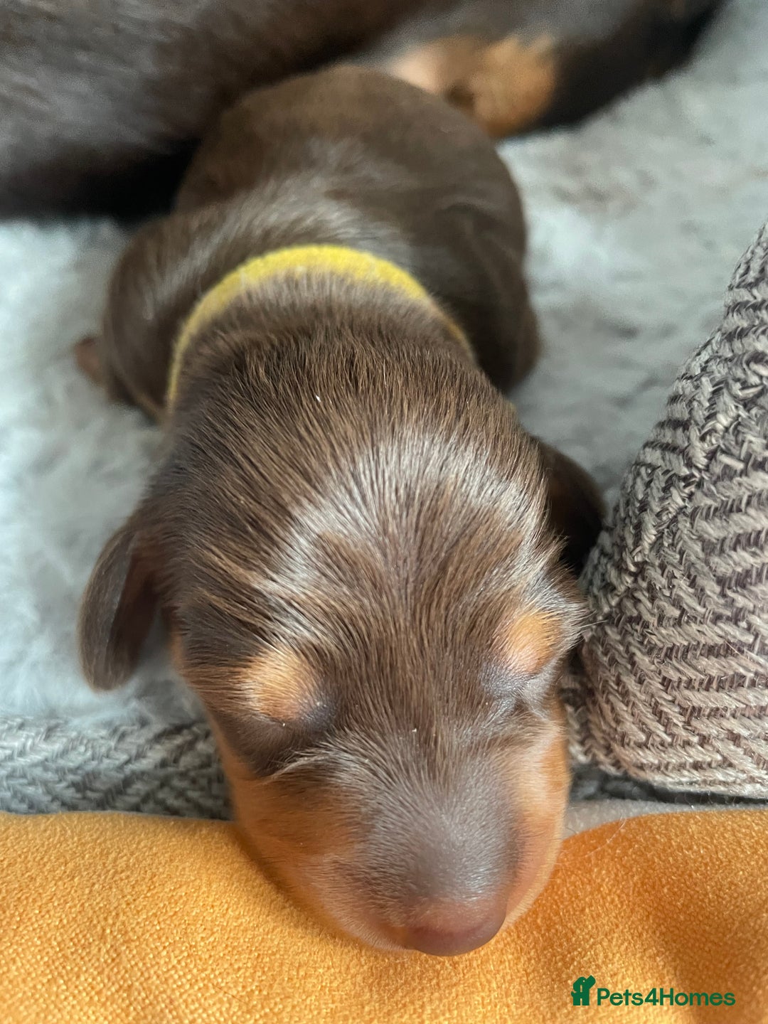 Miniature Dachshund dogs for sale: True miniature Daschund puppies - Advert 12