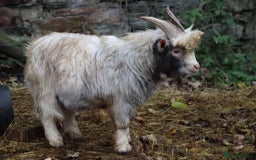 Goats livestock for sale: Buckling unregistered ready to work in Wrexham - Image 2
