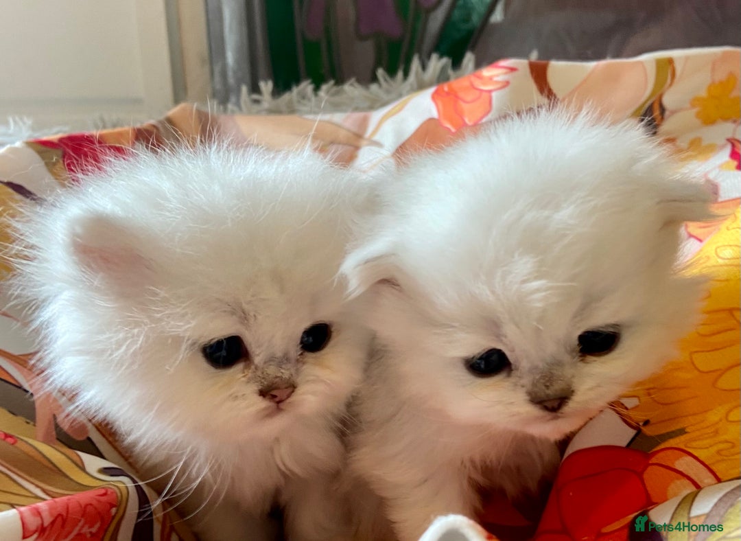 Persian cats for sale: Silver and golden chinchilla Persian kittens - Advert 4
