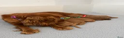 Cockapoo dogs for sale: 🐶✨Exceptional F1 Miniature Cockapoo ✨🐶 - Advert 3