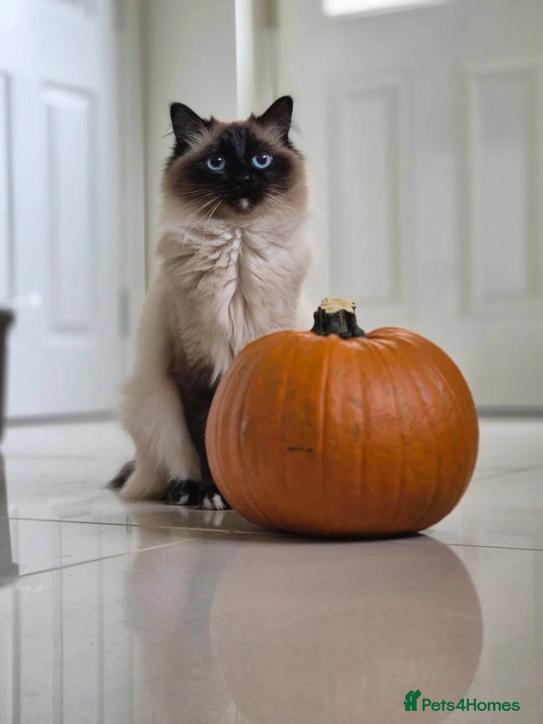 Ragdoll cats for sale: Gorgeous Ragdoll Boy Kittens - Advert 7