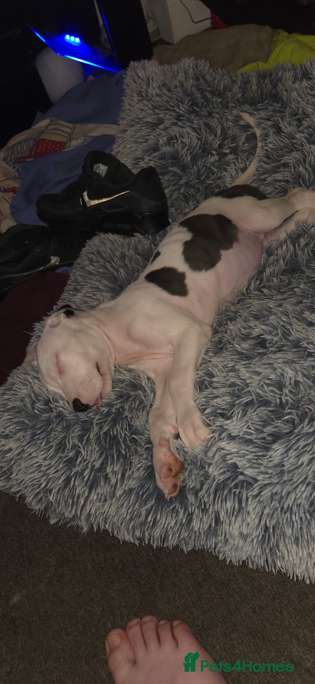 Mixed Breed dogs for sale: 1 girl puppy  - Advert 1