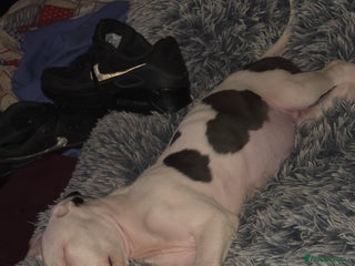 Mixed Breed dogs 1 girl puppy - Advert 5