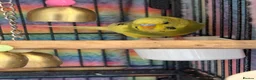 Budgerigars birds for sale: Mixed Budgies’s for sale - Advert 6