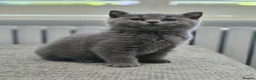 British Shorthair cats for sale: Gorgeous British Shorthair kittens Cute & Adorable - Advert 4