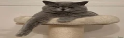 British Shorthair cats for sale: Adorable GCCF REG BSH - ready to leave - Advert 24