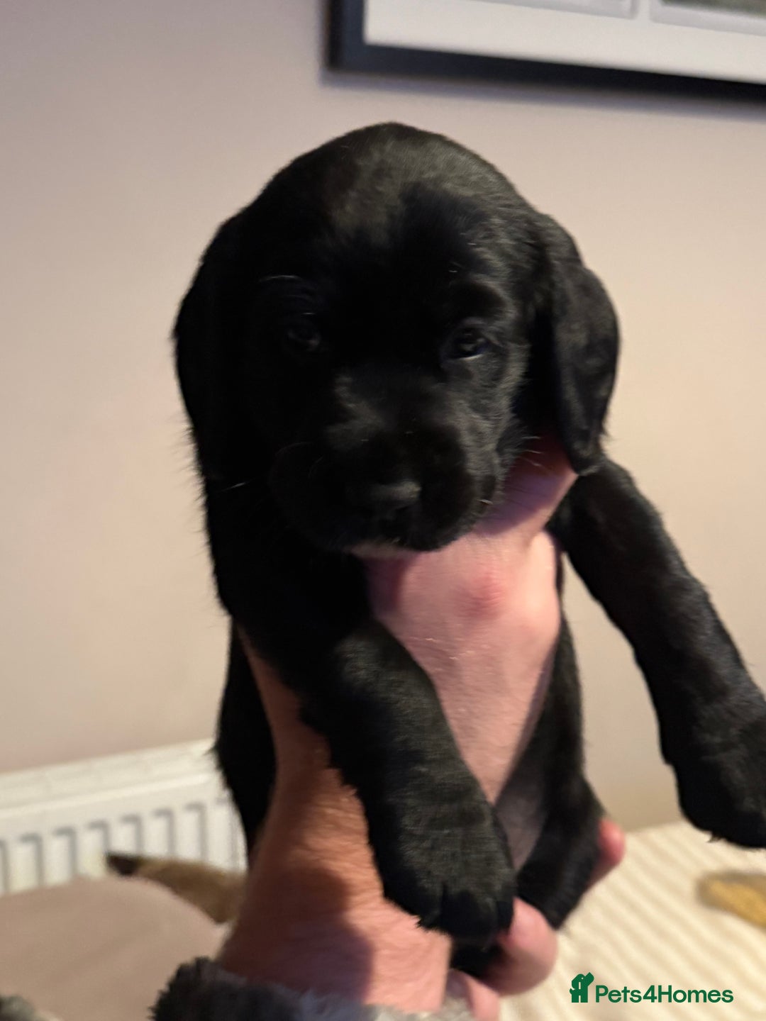 Cockerdor dogs for sale: F1 Cockerador Puppies  - Advert 13