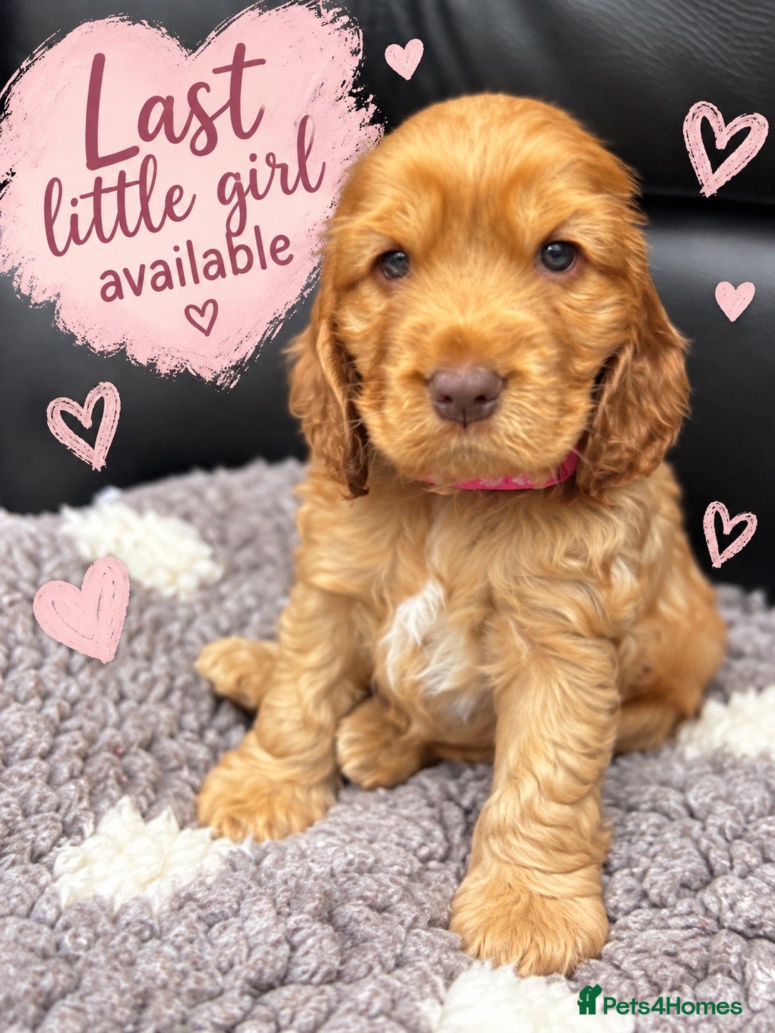 Cocker Spaniel dogs Rizi bizi sired Show cocker spaniel puppies  - Advert 1