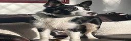 Border Collie dogs for sale: 9 month old border collie  in Nelson - Advert 2