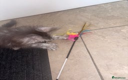 Maine Coon cats for sale: Beautiful Maine coon kittens TICA registered  - Image 10