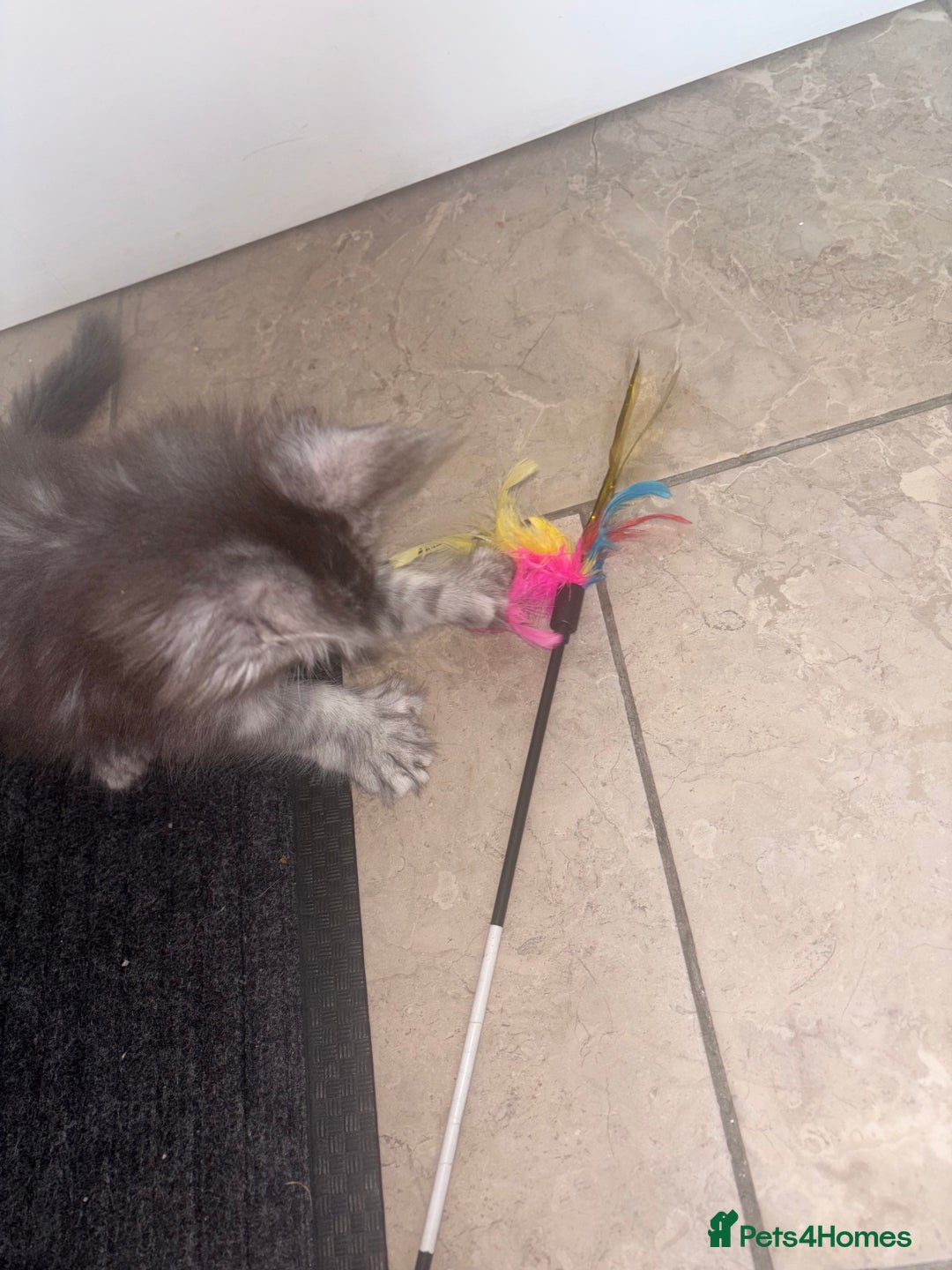 Maine Coon cats for sale: Beautiful Maine coon kittens TICA registered  - Image 10