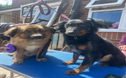 Mixed Breed dogs for adoption: Paige - Norwich Norfolk  - Image 23