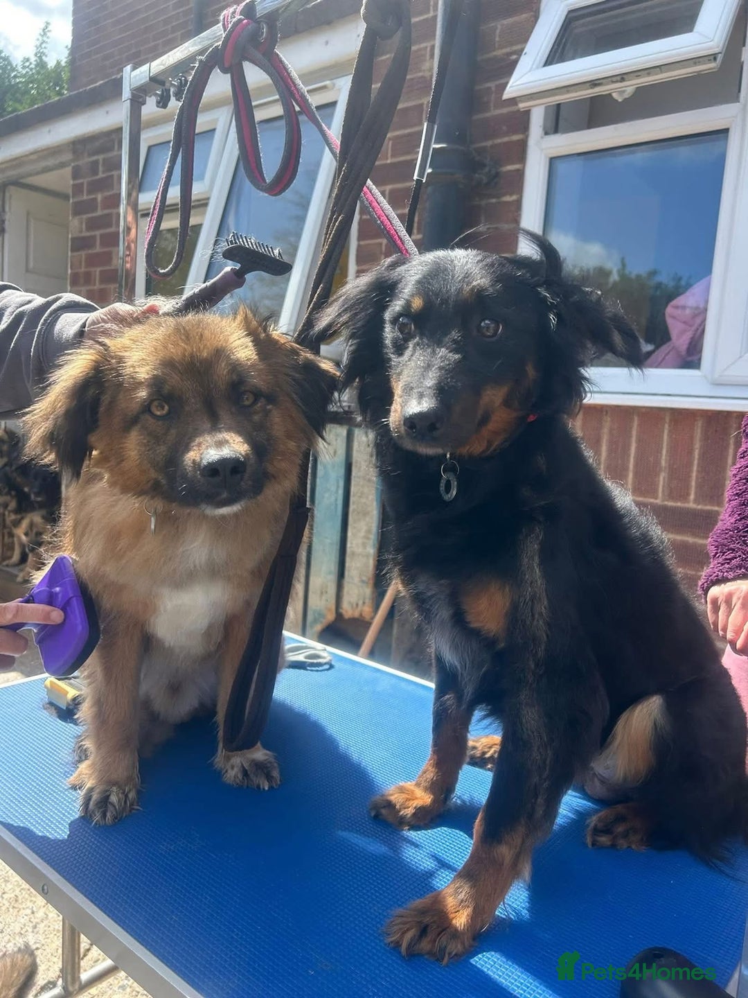 Mixed Breed dogs for adoption: Paige - Norwich Norfolk  - Image 23