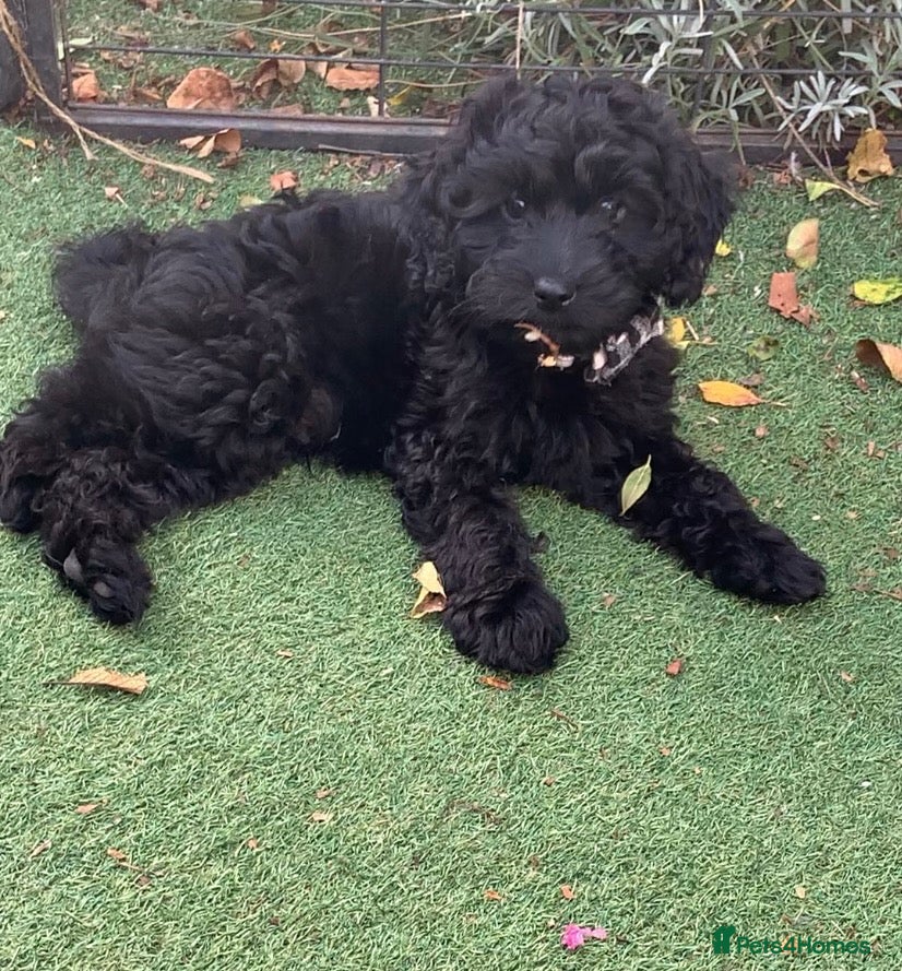 Cockapoo dogs F1 cockapoo curly black boy - Advert 2