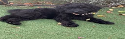 Cockapoo dogs for sale: F1 cockapoo curly black boy - Advert 6
