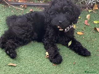 Cockapoo dogs F1 cockapoo curly black boy - Advert 2
