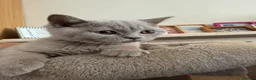 British Shorthair cats for sale: Gccf register British shorthair ready to go! - Advert 20