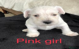 Miniature Schnauzer dogs for sale: KC registered White miniature schnauzers - Image 4