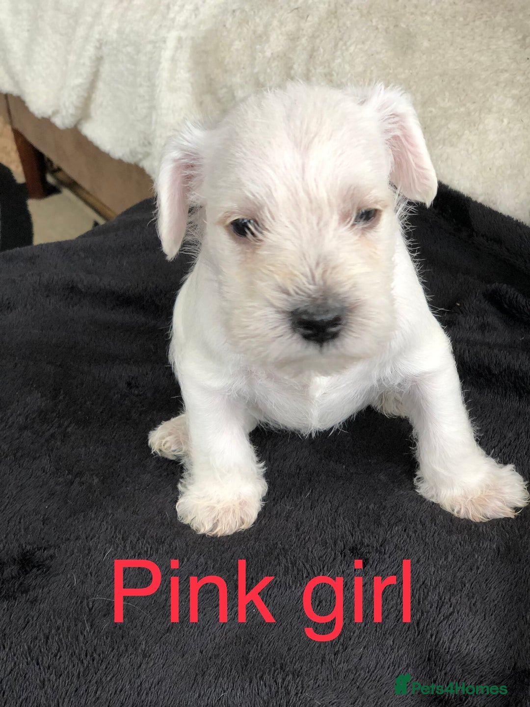 Miniature Schnauzer dogs for sale: KC registered White miniature schnauzers - Image 4