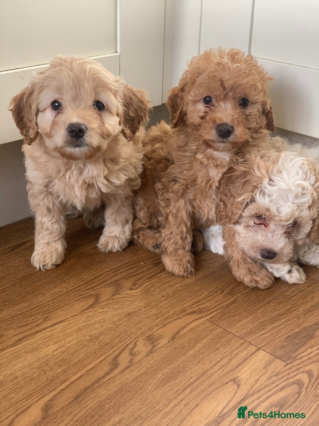 Cavapoo dogs for sale: Beautiful F2 cavapoo girls  - Advert 5