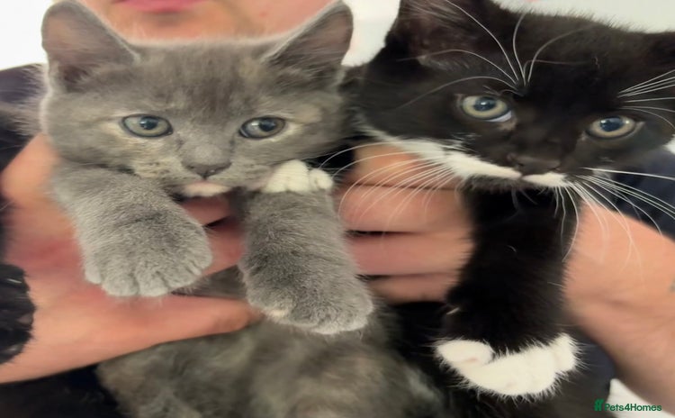 Maine Coon cats - Advert 2