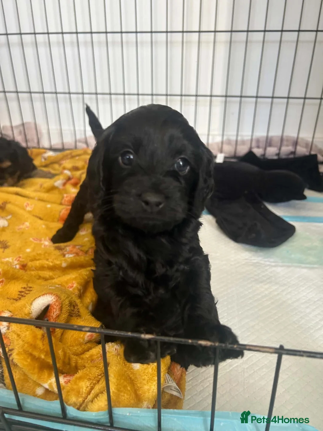 Cavapoo dogs for sale: F1b Cavapoo Puppies – 2 Beautiful Girls Available in Brighouse - Advert 2