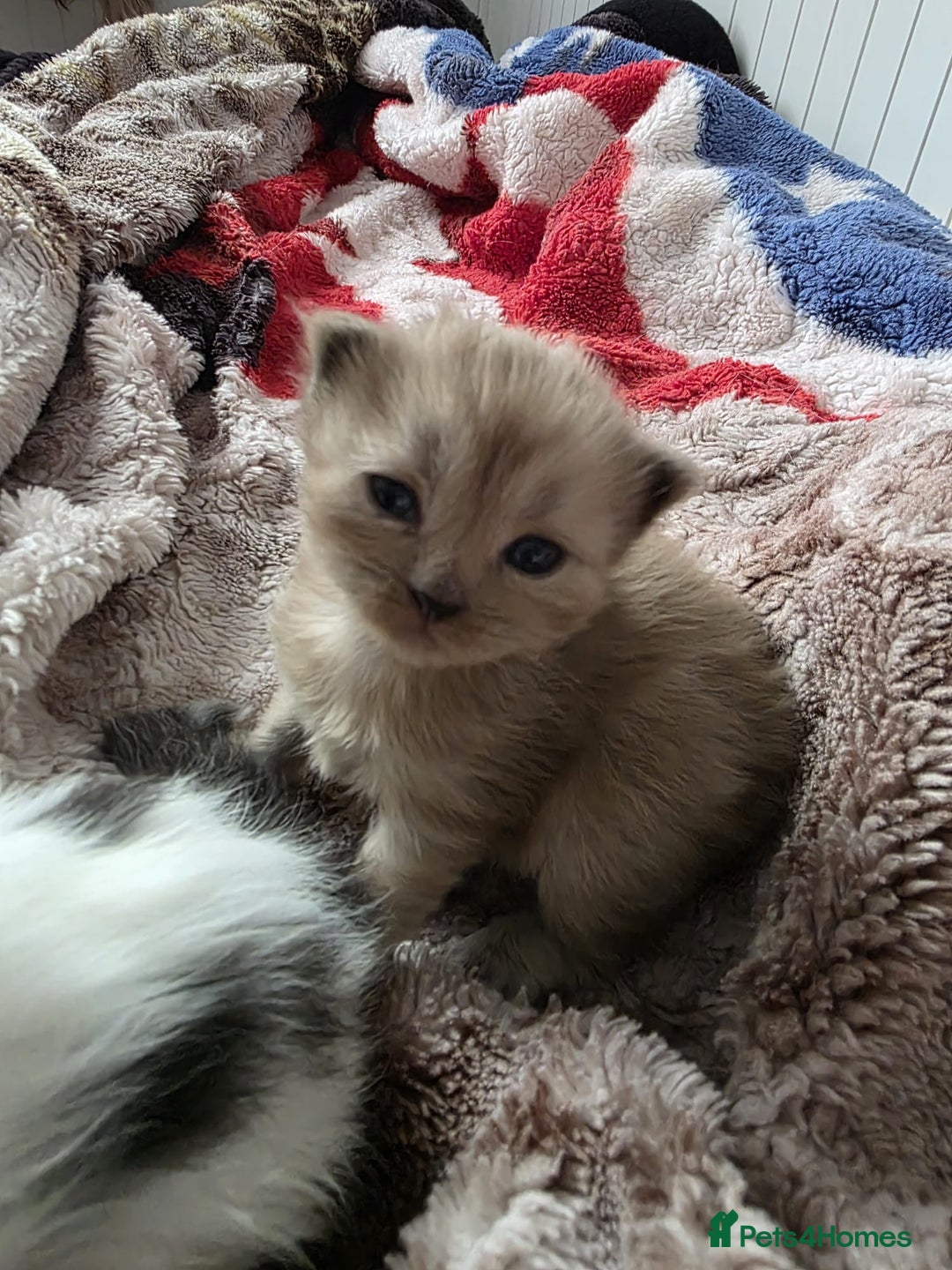 Mixed Breed cats for sale: Kittens😻Ragdoll x domestic cat short hair 😽 - Image 8