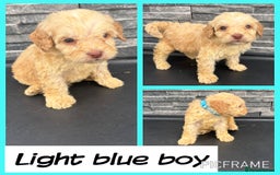 Cockapoo dogs for sale: 🩵💗OUTSTANDING F1 COCKAPOOS💓🩵 - Image 3