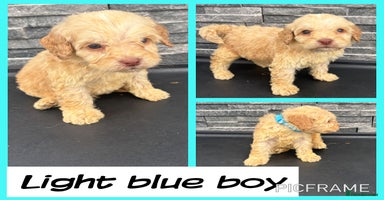 Cockapoo dogs - Advert 1