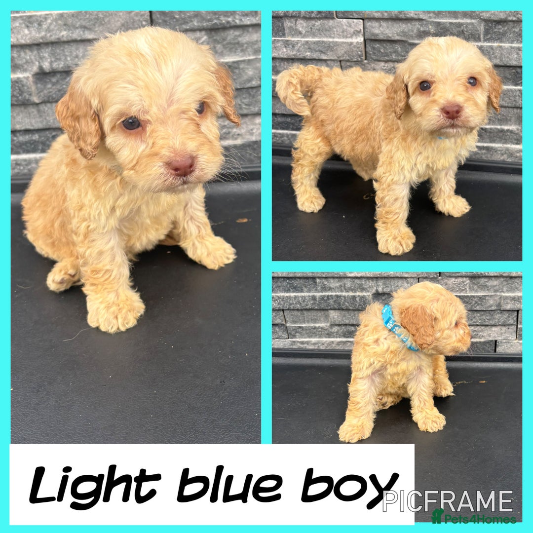 Cockapoo dogs for sale: 🩵💗OUTSTANDING F1 COCKAPOOS💓🩵 - Image 3