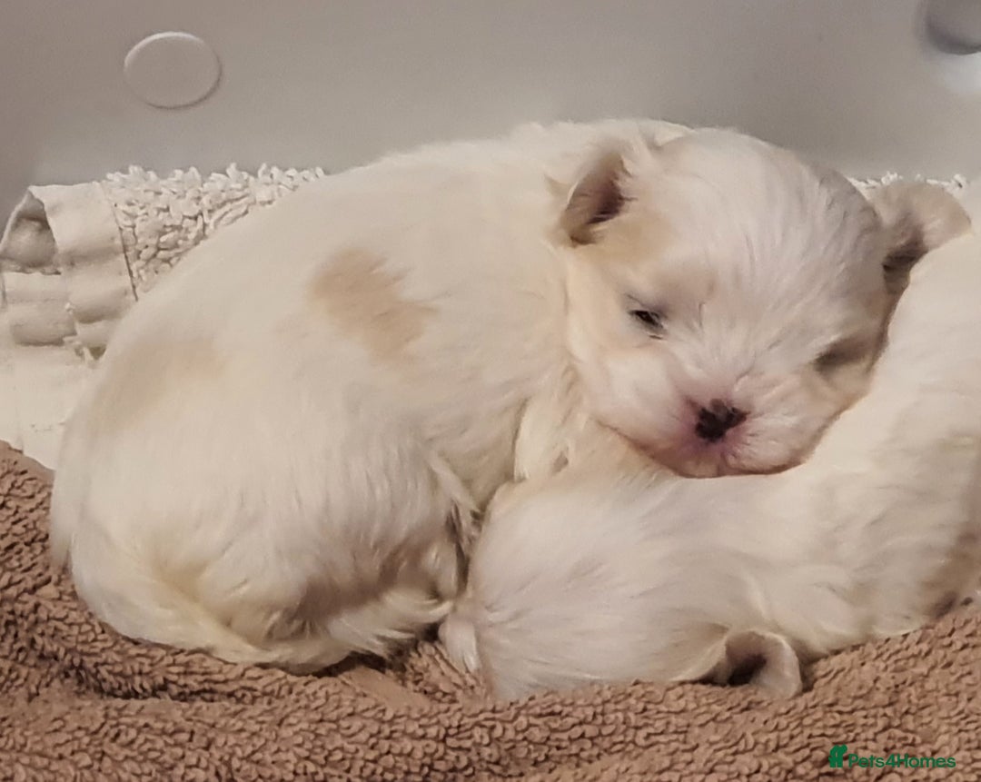 Maltese dogs for sale: Kc Small Korean maltese puppies - Advert 5