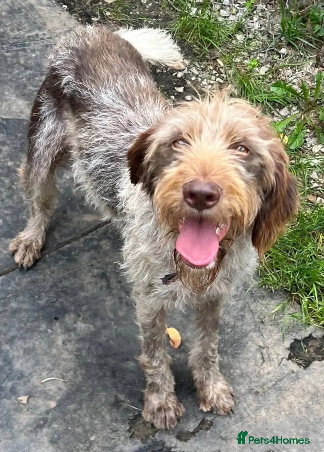 German Wirehaired Pointer dogs for adoption: Pepa - 2 year old GWP - Advert 2