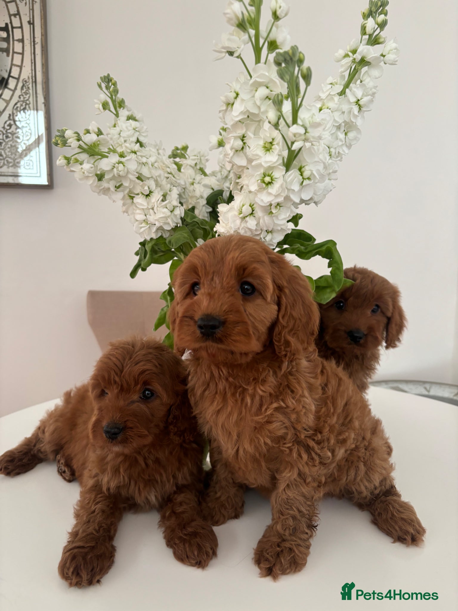 Cavapoo dogs F1 fox red CAVAPOO puppies  - Advert 1