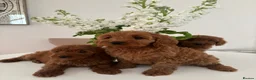 Cavapoo dogs for sale: F1 fox red CAVAPOO puppies  - Advert 5