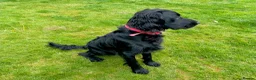 Cocker Spaniel dogs for sale: Loving home wanted for 8 month male cocker spaniel - Advert 2