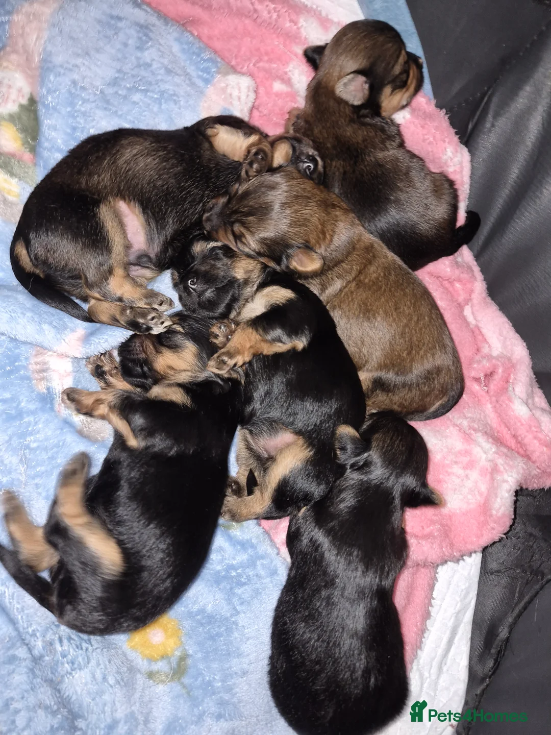 Yorkshire Terrier dogs for sale: 6 GORGEOUS YORKIE PUPS. 1 REMAINING - Advert 4