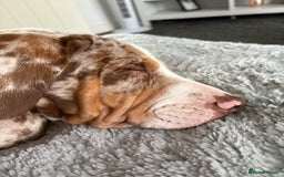 Mixed Breed dogs for sale: Old English bulldogge x miniature dachshund  - Image 7