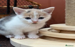 Mixed Breed cats for sale: 🐾 Adorable Kittens For Forever Homes 🐾  - Image 6