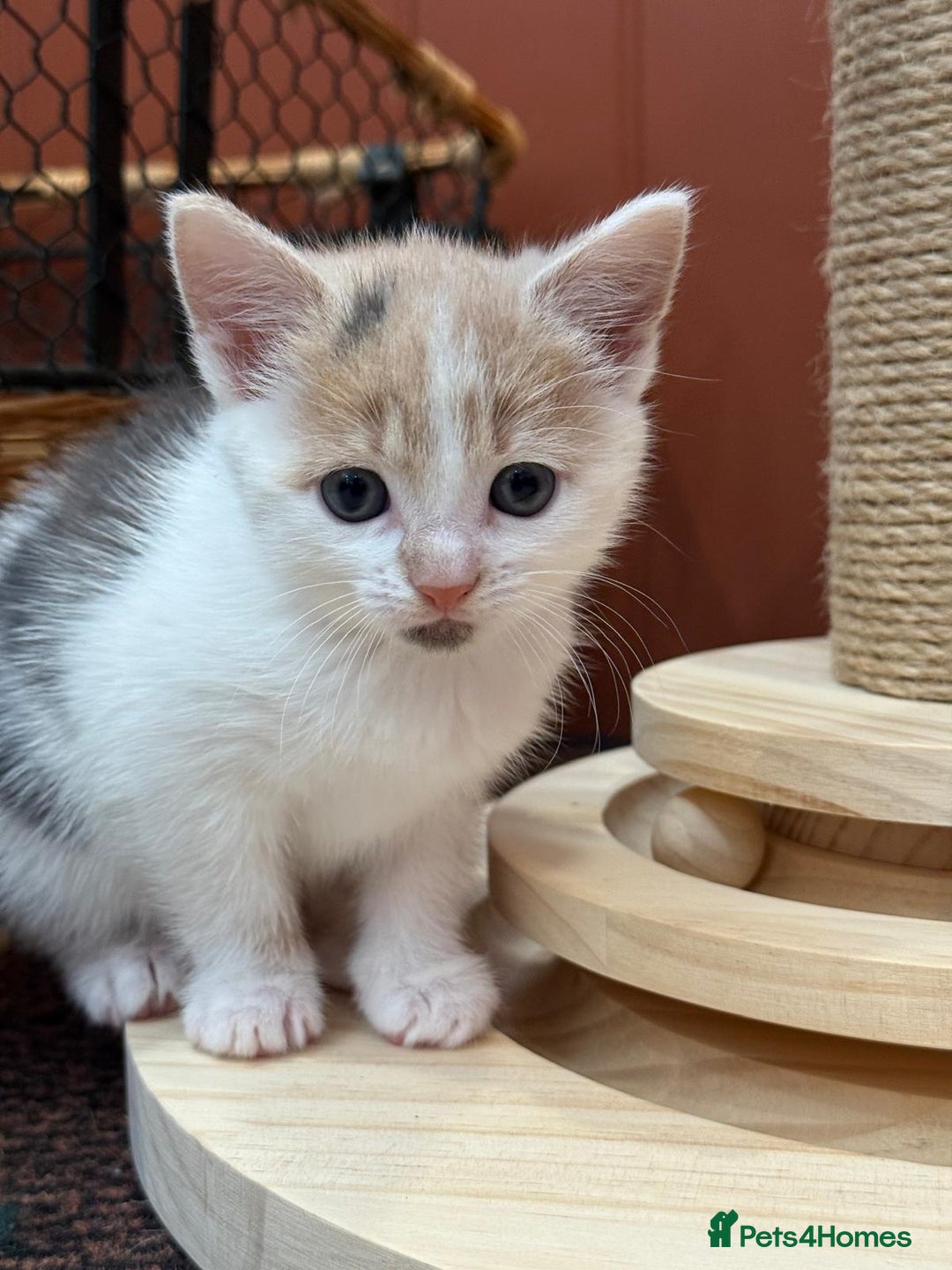 Mixed Breed cats for sale: 🐾 Adorable Kittens For Forever Homes 🐾  - Image 6