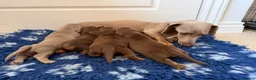 Miniature Dachshund dogs for sale: Beautiful kc registered miniature dachshunds  - Advert 8